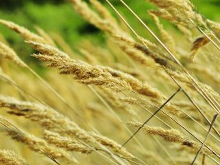 Ultima zi de semanat