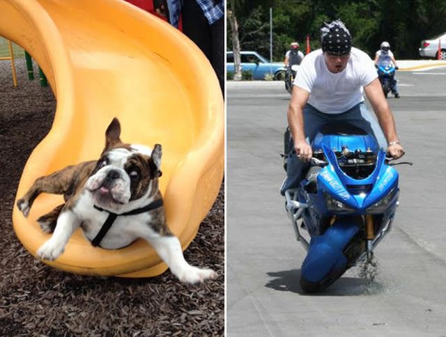 Catelul sau motociclistul? Cine cade mai rau?