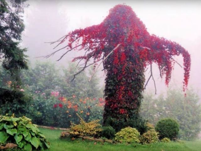 Spectacol de culoare