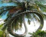 Cel mai ciudat palmier