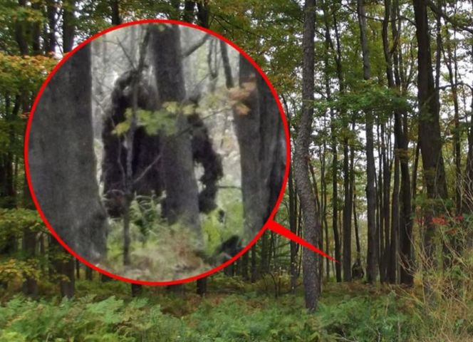 Adevaratul Bigfoot?