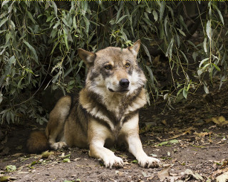 Se respecta sarbatoarea lupilor