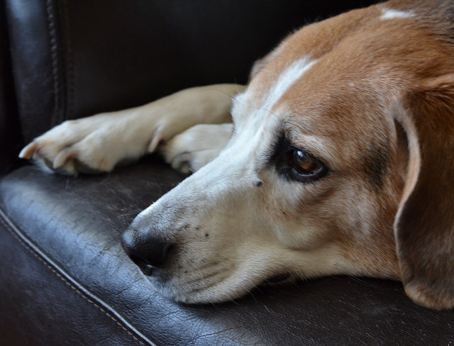 Cine ar fi crezut ca saliva de caine poate repara o inima ranita? (Jennifer Neal)