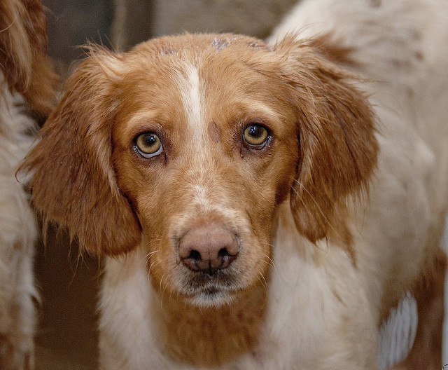 Fiecare om poate invata de la un caine. (John Grogan)