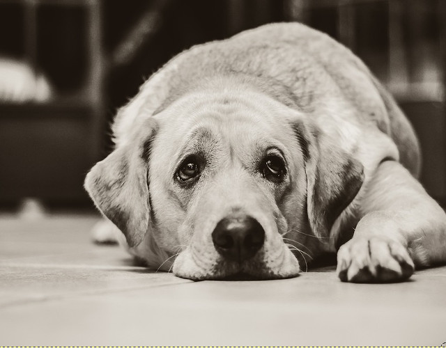 Un caine este singurul lucru de pe aceasta lume care te iubeste mai mult decat se iubeste pe el insusi (Josh Billings)