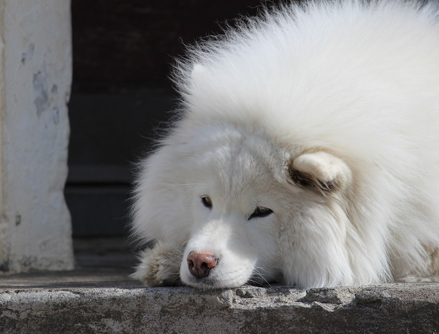 Tristetea este rana sufletului. (Sfantul Ioan Gura de Aur)