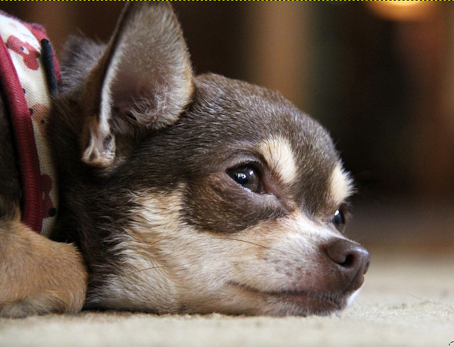 Sau sa fie acest Chihuahua?