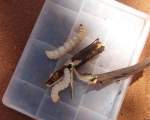 Witchetty grub, Australia