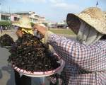 Tarantule prajite, Cambodgia