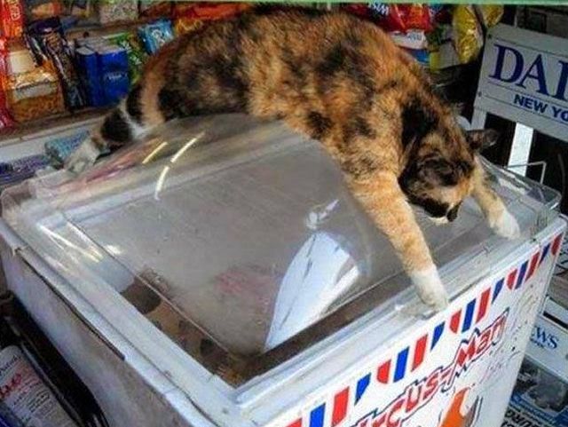 Pisica, imaginea companiei de inghetata