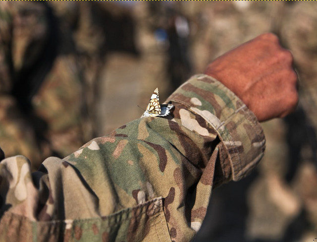 Fluturele datator de speranta