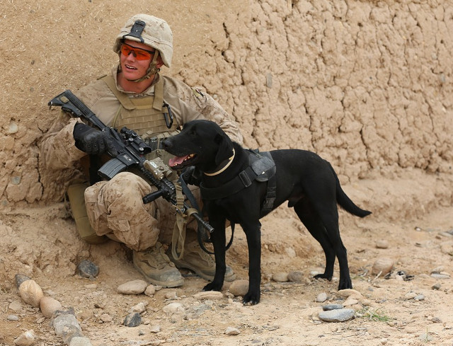 Cel mai fidel prieten