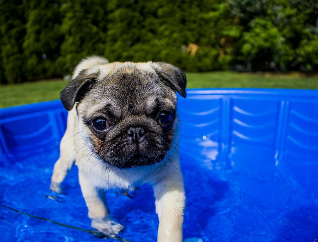 Asa se racoresc catelusii in zilele caniculare de vara
