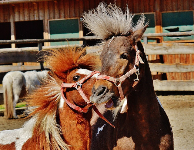 Cei mai simpatici cai!