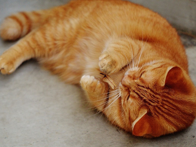 Chiar si o frunza se poate transforma cu usurinta intr-o jucarie