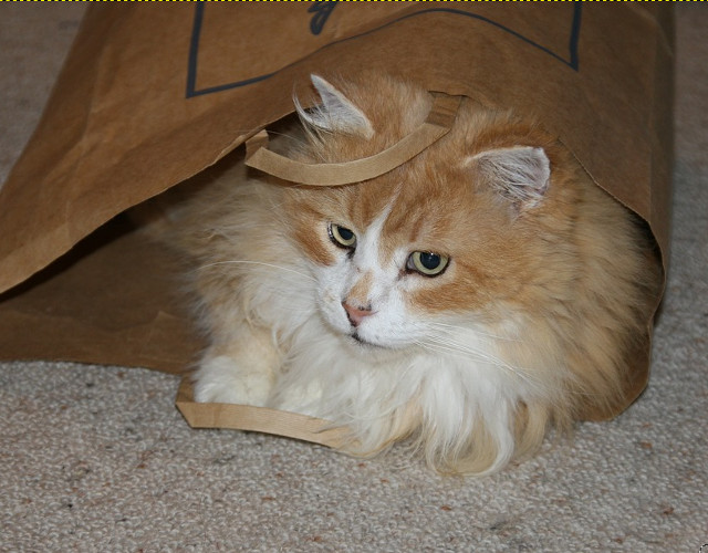 Sau de ce nu o punga?