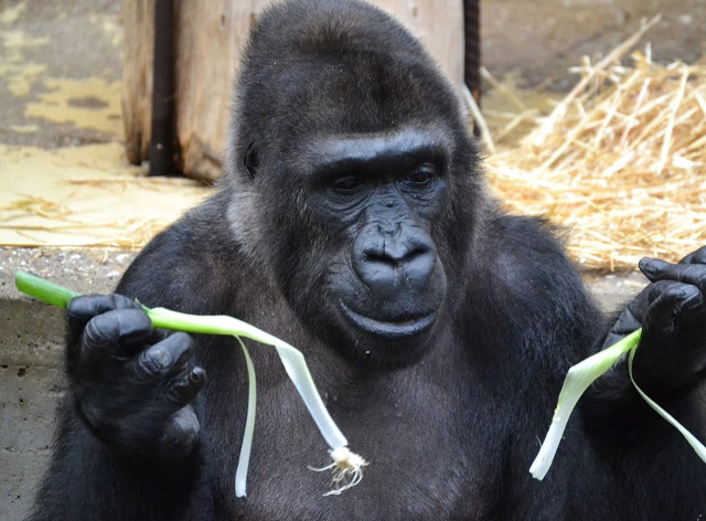 Oare ce pot pregati cu aceasta ceapa?