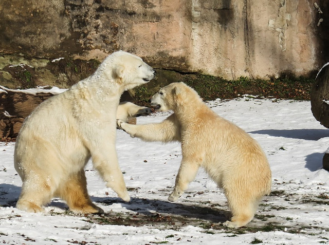 Cei mai simpatici ursi