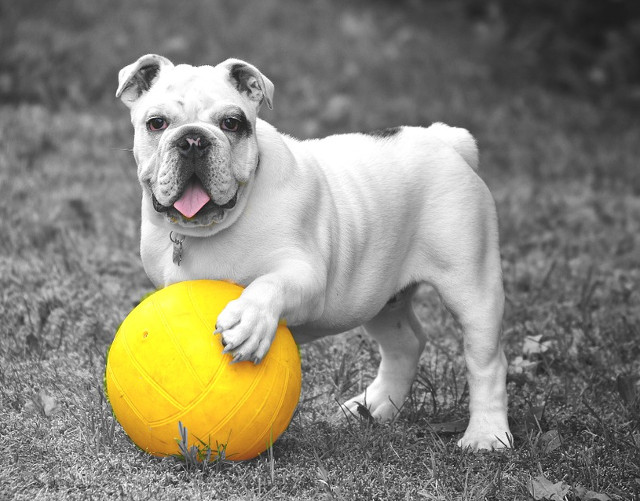 Pregatit de o partida de fotbal?