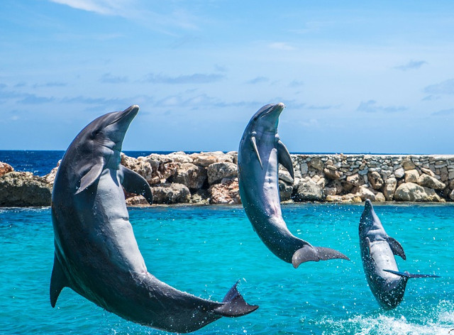 Cei mai jucausi delfini