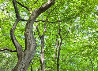 Nu te ascunde sub carpen