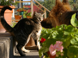 Nu se lasa animalele afara