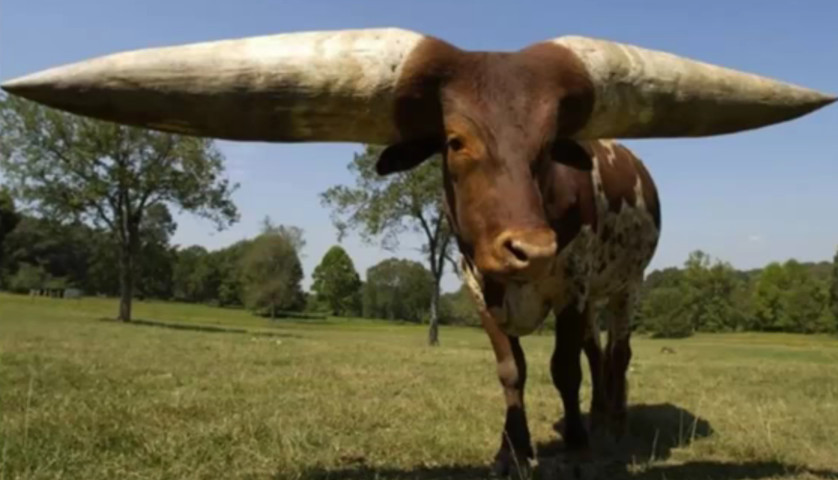 Cele mai mari coarne din lume