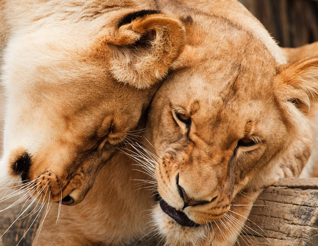 Rasfatul implica dragoste