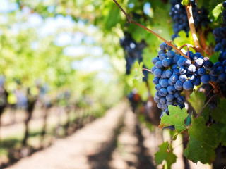 Gustatul boabelor de struguri