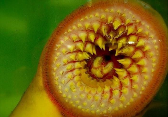 7. Lamprey - ce vedeti mai jos sunt dintii