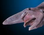 11. Rechinul Goblin -  probabil cel mai urat rechin din ocean