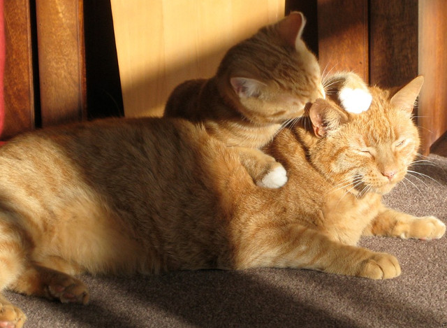 Asa isi arata pisoiul dragostea pentru mama sa