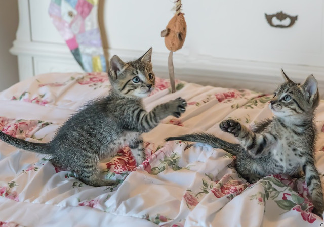 Cele mai jucause pisicute