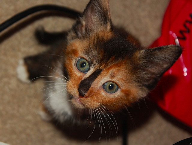 Cel mai simpatici pisoi