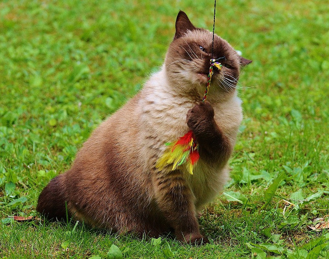 Te cuceresc definitiv!