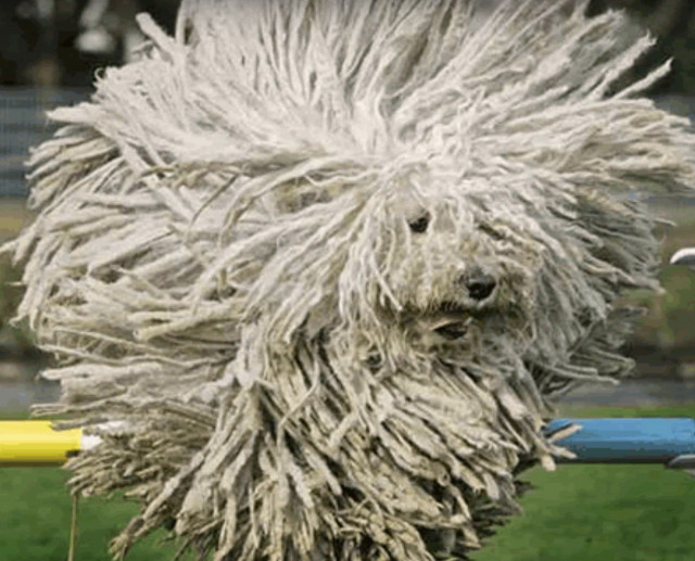 Cel mai ciudat caine: seamana un mop