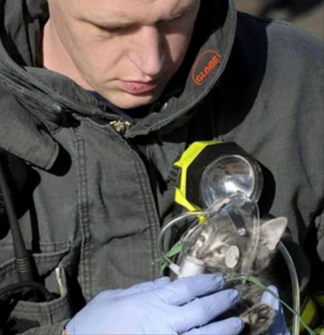 Un soldat salveaza o pisicuta