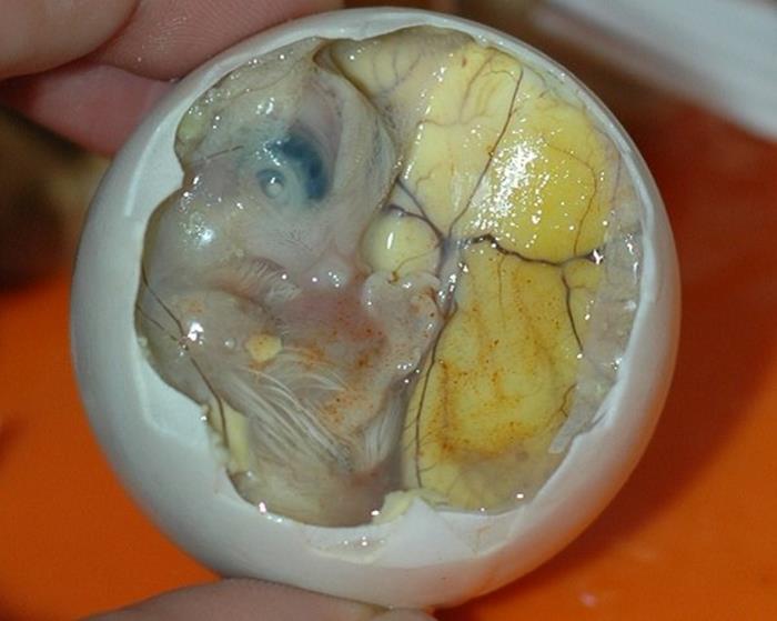 11. Balut, Filipine