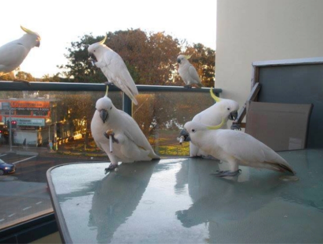 Papagali in "pauza de tigara"