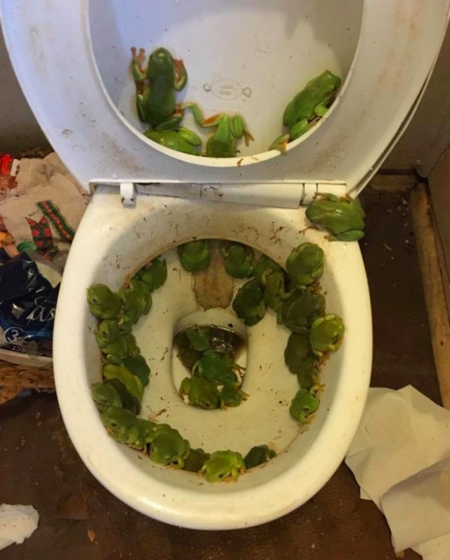 Broastele care locuiesc in toaleta