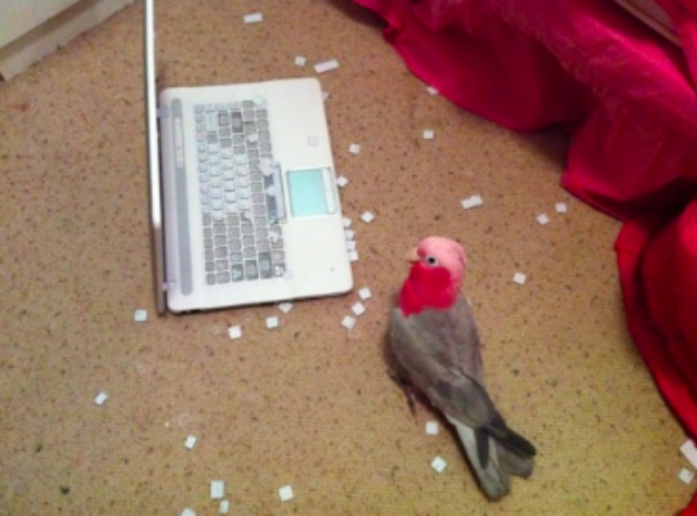 Cum tasteaza un papagal