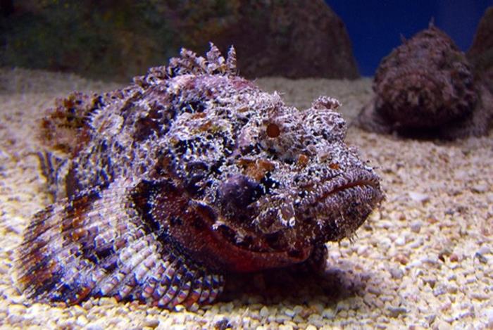 5. Stonefish este unul din cei mai otravitori pesti de pe planeta