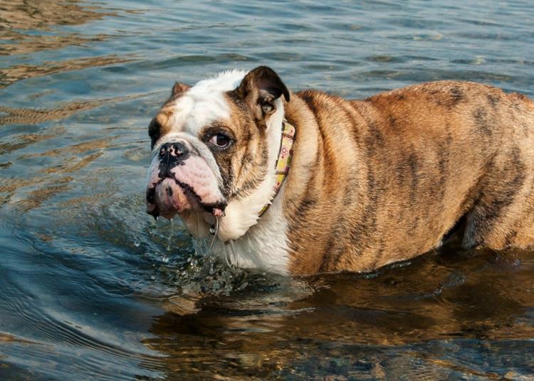 9. Sunt draguti, dar au tendinta sa traga multe vanturi (multe si pentru o specie de caine). Pregateste-te sa ai un prieten urat mirositor