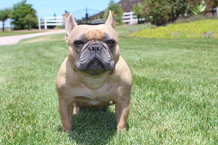 10. Este extrem de adorat de oameni si este listat ca fiind al 5-lea cel mai popular animal de compani