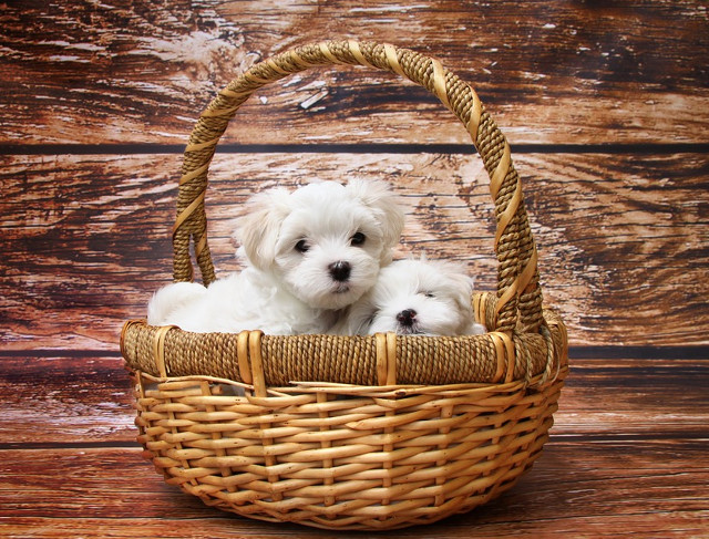 Iar acesti catelusi nu se dezic de aceasta teorie!