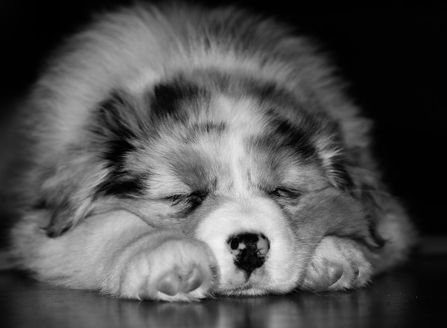 "Fiecare om poate invata de la un caine. Al meu m-a invatat sa traiesc fiecare zi cu bucurie si exuberanta, sa traiesc clipa si sa imi urmez inima". (John Grogan)