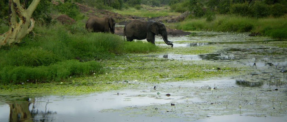 3. Marele parc transfrontalier Limpopo