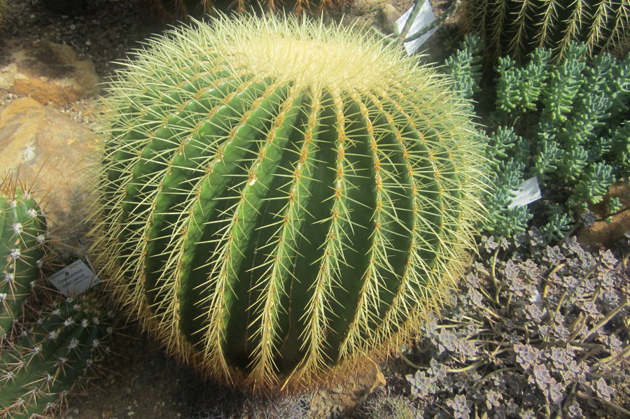 2.  Cactusul