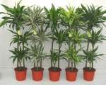4.  Dracena