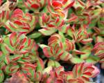 5.  Crassula